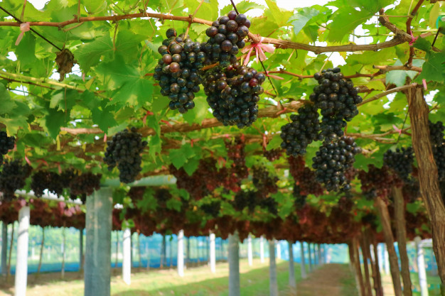 biotecnologia vinos viticultura