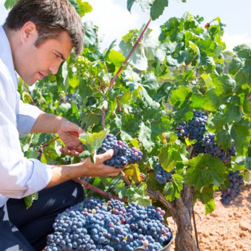 boptecnologia vinos viticultura