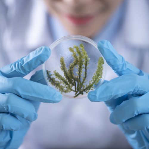 laboratorio biocombustibles algas experimentos investigacion demostraciones educativas laboratorios medicos