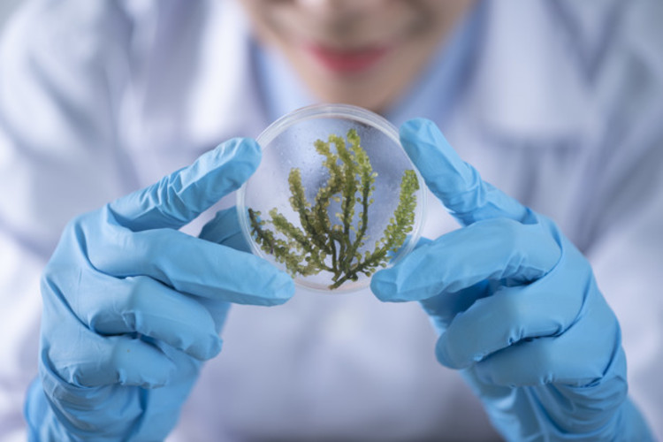 laboratorio biocombustibles algas experimentos investigacion demostraciones educativas laboratorios medicos